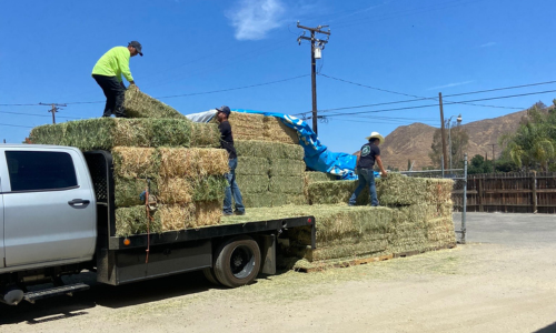 Unloading hay
