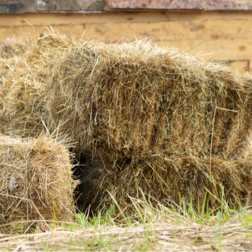 Stacked hay bales